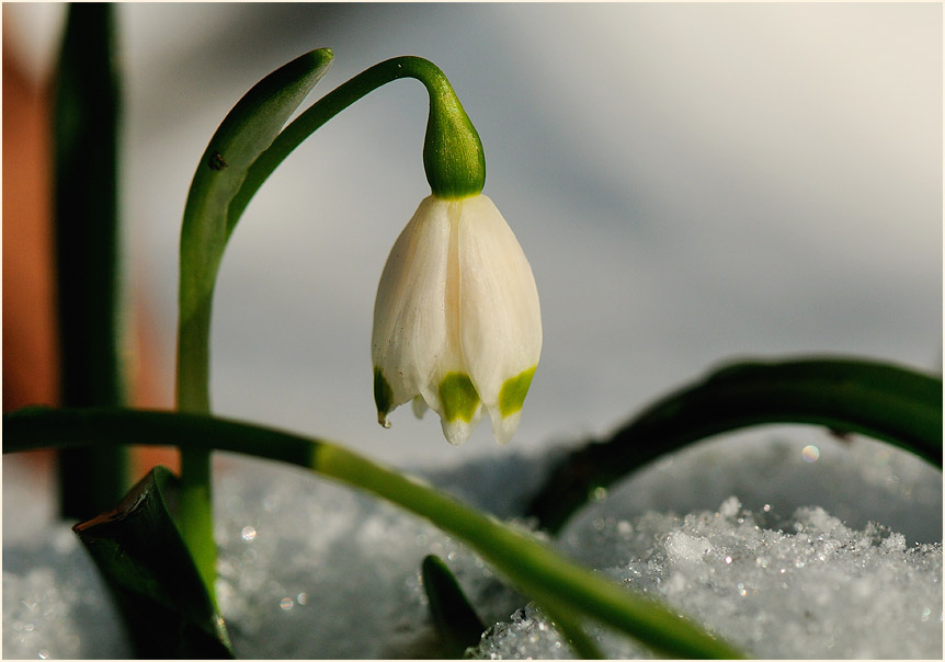 Märzbecher (Leucojum vernum)