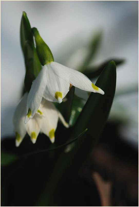 Märzbecher (Leucojum vernum)