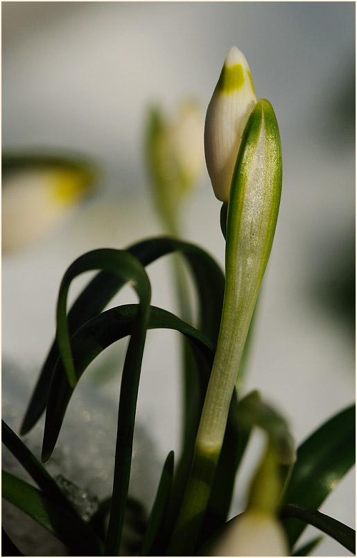 Märzbecher (Leucojum vernum)