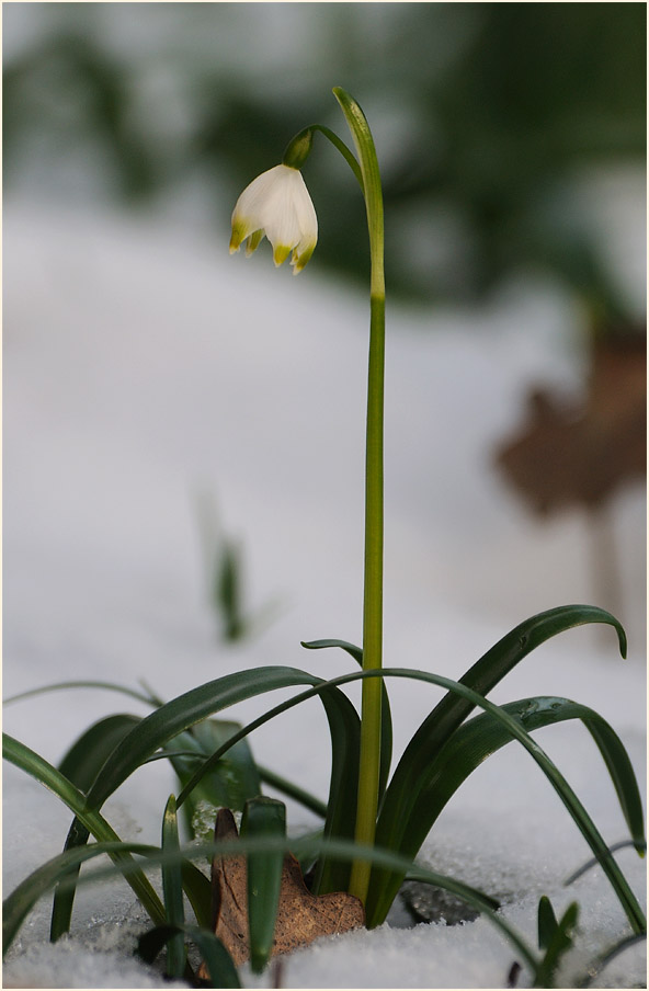 Märzbecher (Leucojum vernum)