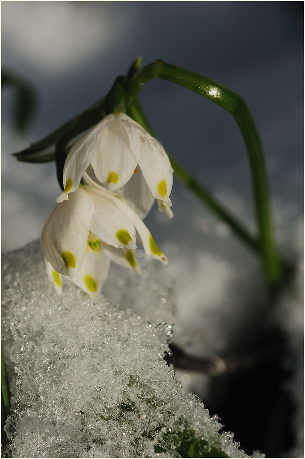 Märzbecher (Leucojum vernum)