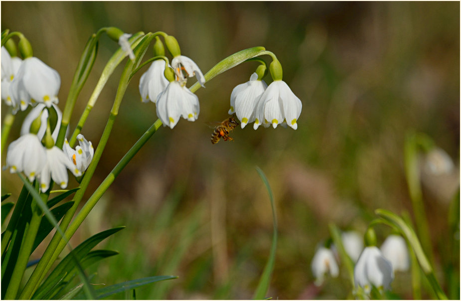 Märzbecher (Leucojum vernum)