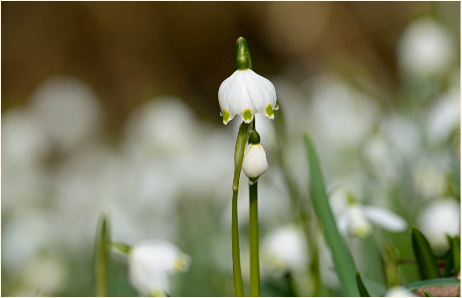 Märzbecher (Leucojum vernum)