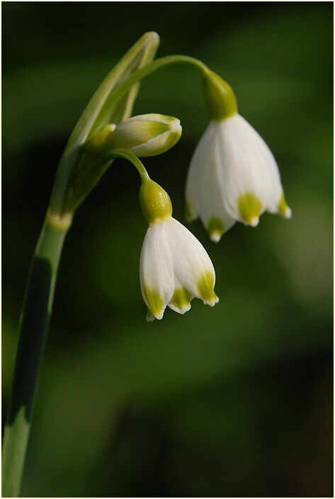 Märzbecher (Leucojum vernum)