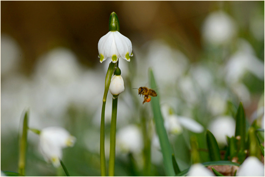 Märzbecher (Leucojum vernum)