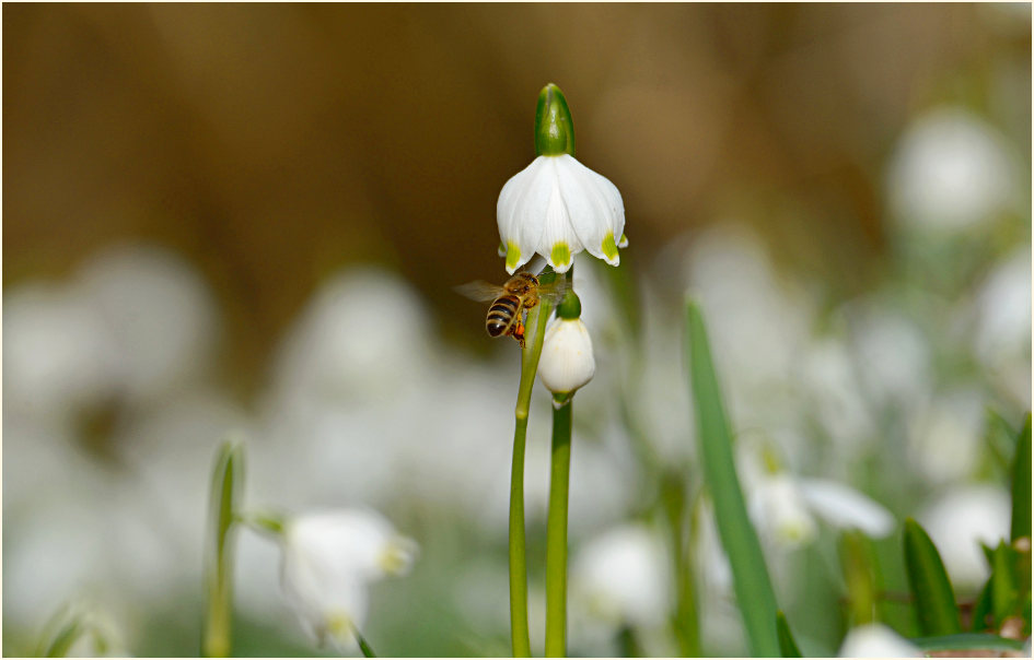 Märzbecher (Leucojum vernum)