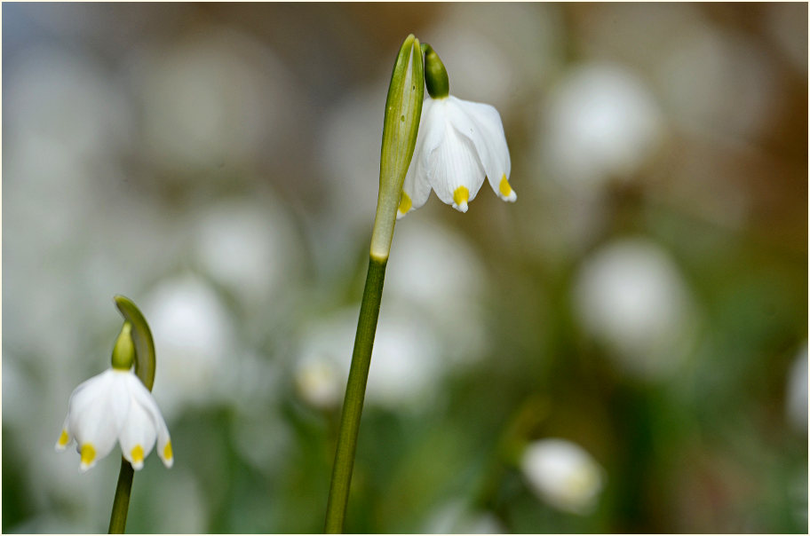 Märzbecher (Leucojum vernum)