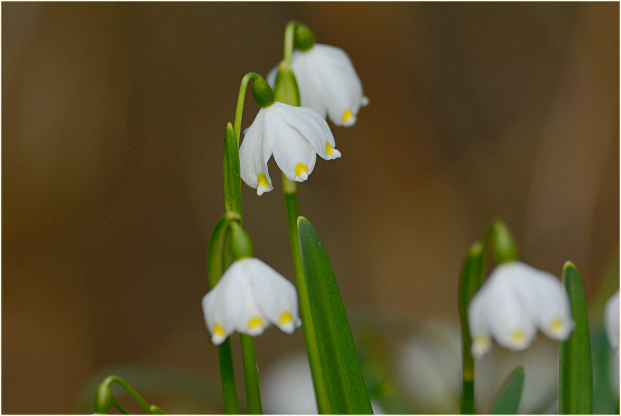 Märzbecher (Leucojum vernum)