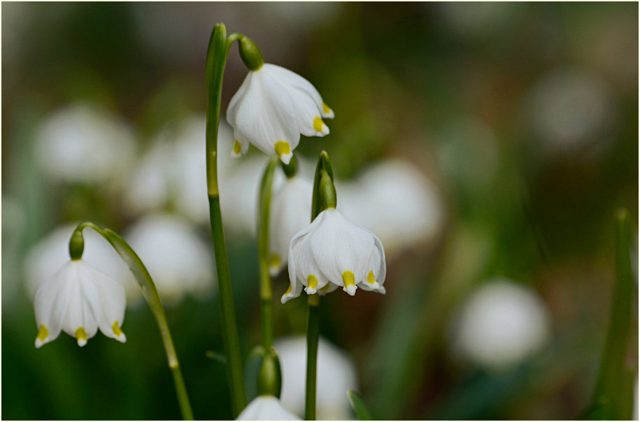 Märzbecher (Leucojum vernum)