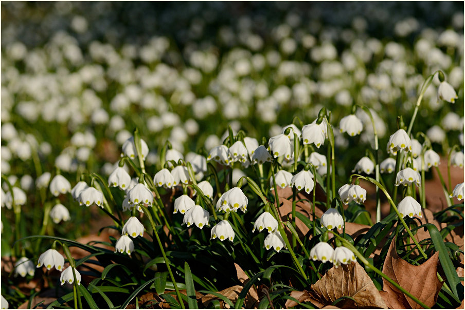 Märzbecher (Leucojum vernum)