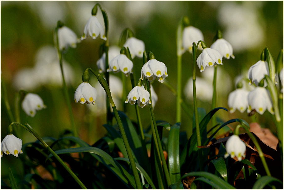 Märzbecher (Leucojum vernum)