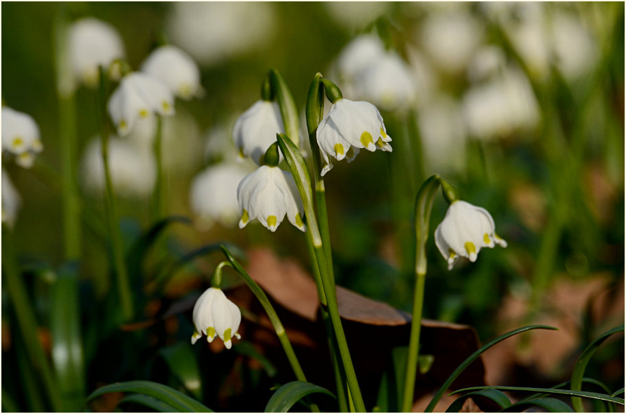 Märzbecher (Leucojum vernum)