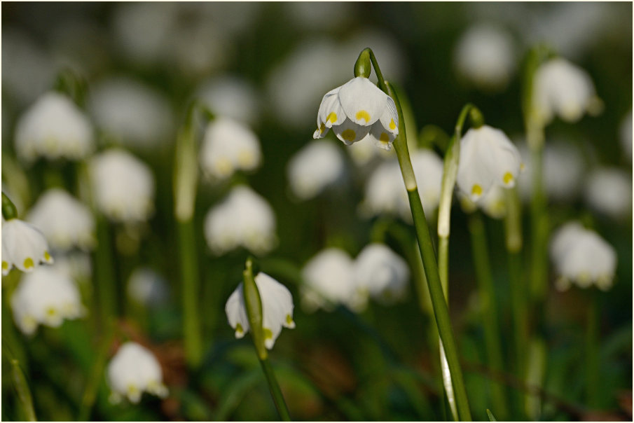 Märzbecher (Leucojum vernum)