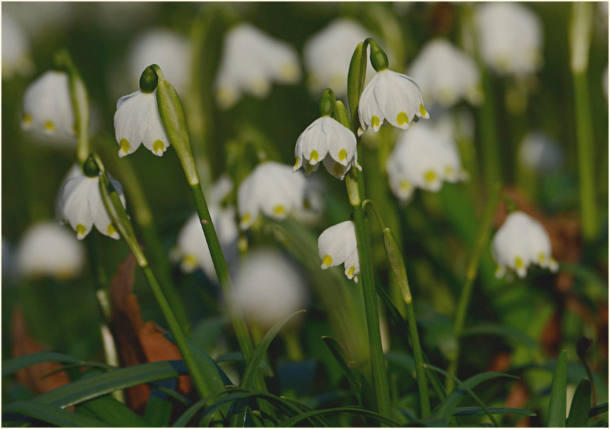 Märzbecher (Leucojum vernum)