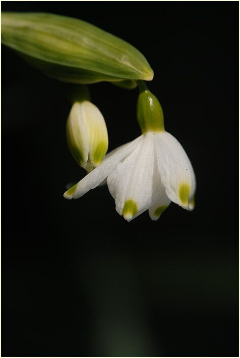 Märzbecher (Leucojum vernum)