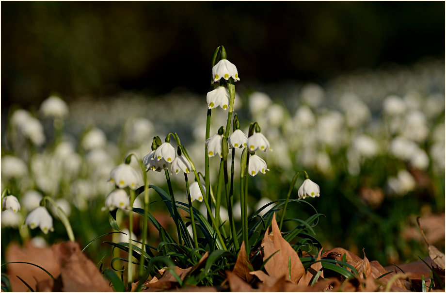 Märzbecher (Leucojum vernum)