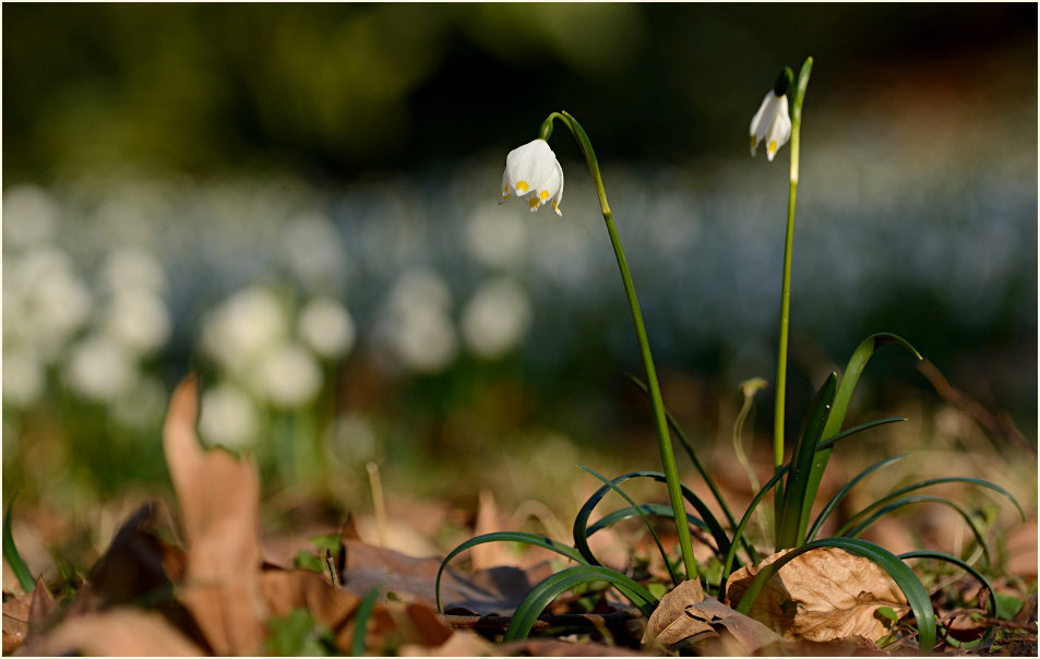 Märzbecher (Leucojum vernum)