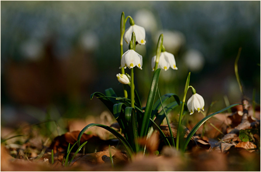 Märzbecher (Leucojum vernum)