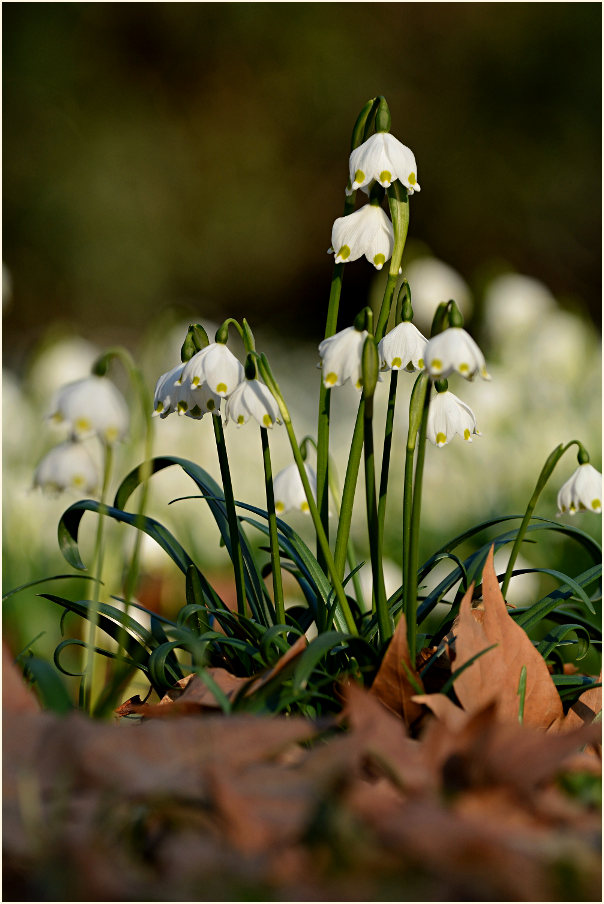 Märzbecher (Leucojum vernum)