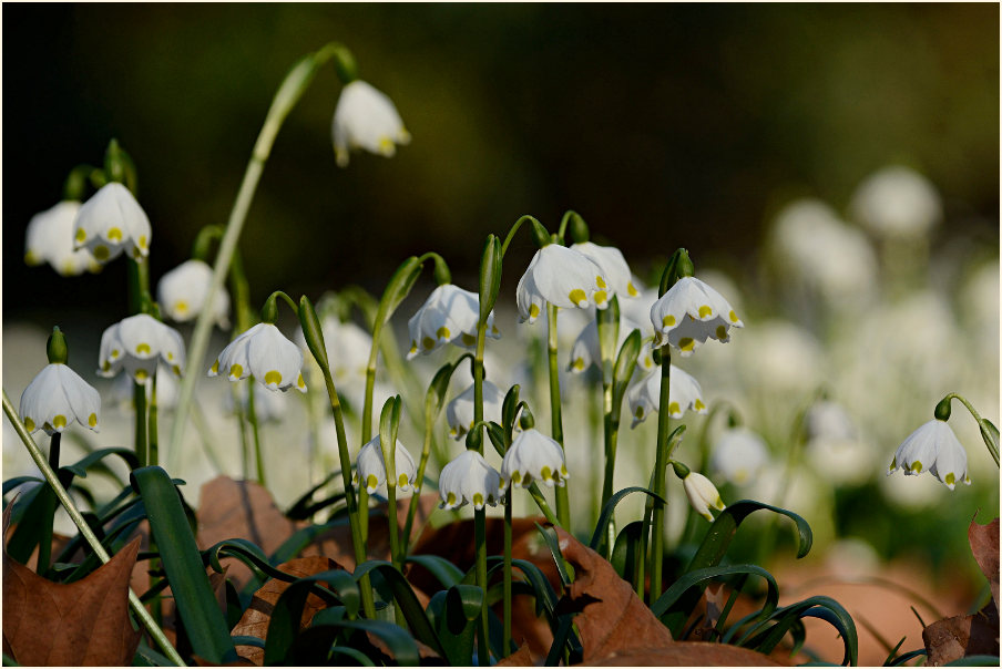 Märzbecher (Leucojum vernum)