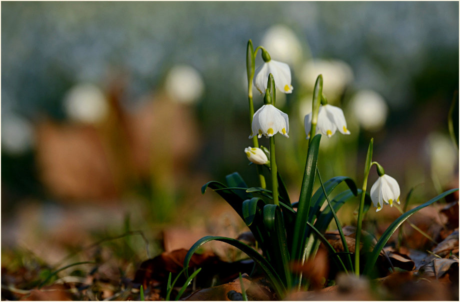 Märzbecher (Leucojum vernum)