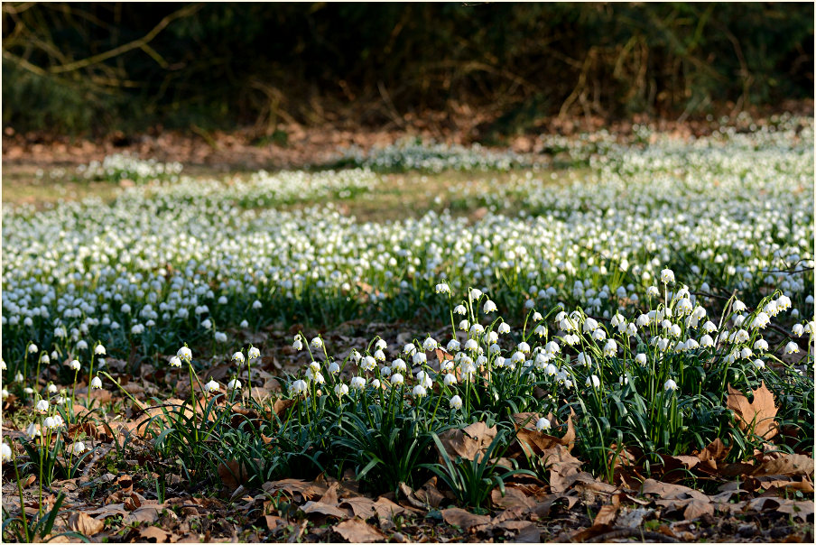 Märzbecher (Leucojum vernum)