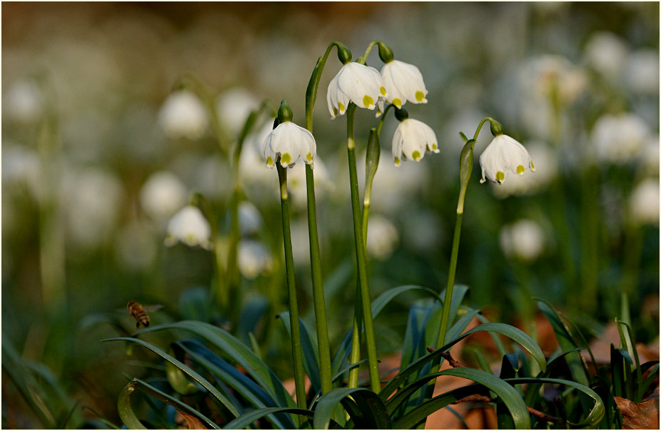 Märzbecher (Leucojum vernum)