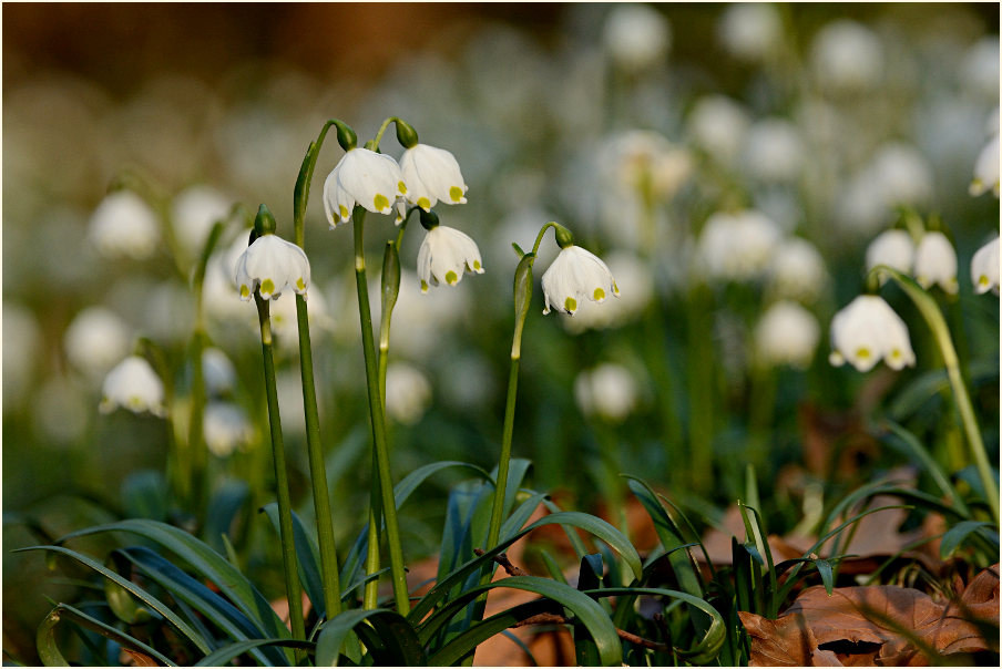 Märzbecher (Leucojum vernum)