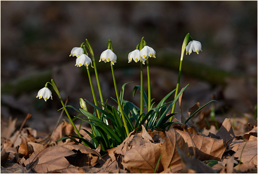 Märzbecher (Leucojum vernum)