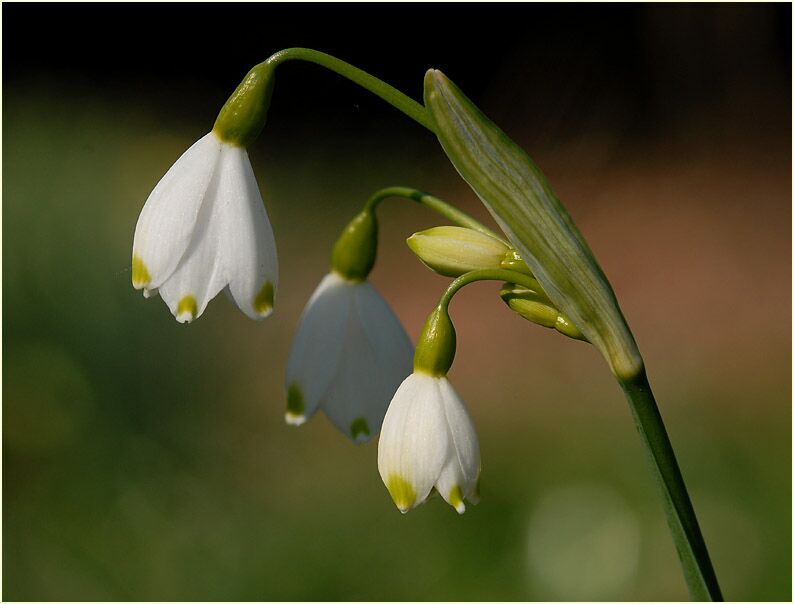 Märzbecher (Leucojum vernum)