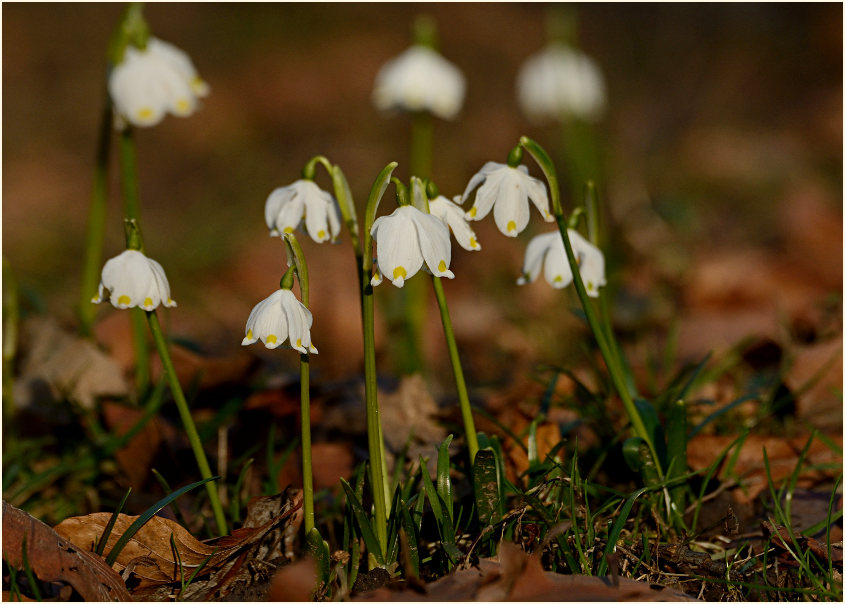 Märzbecher (Leucojum vernum)