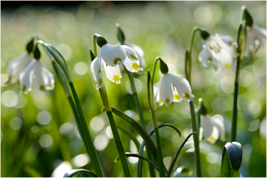 Märzbecher (Leucojum vernum)