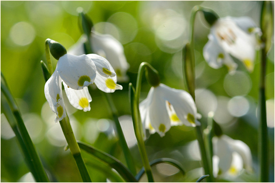 Märzbecher (Leucojum vernum)