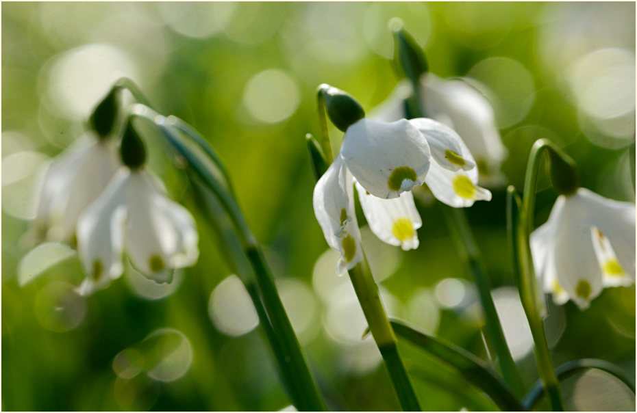 Märzbecher (Leucojum vernum)