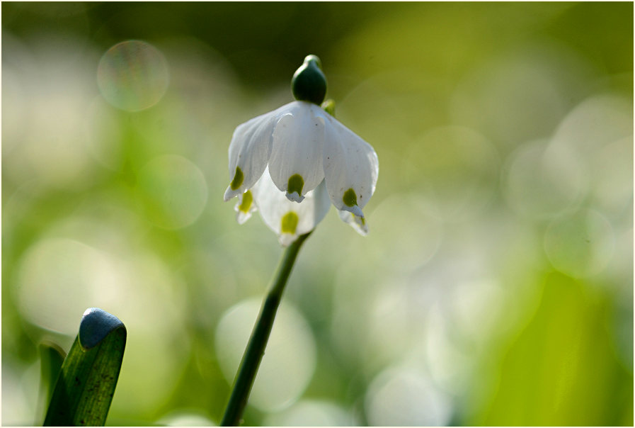 Märzbecher (Leucojum vernum)