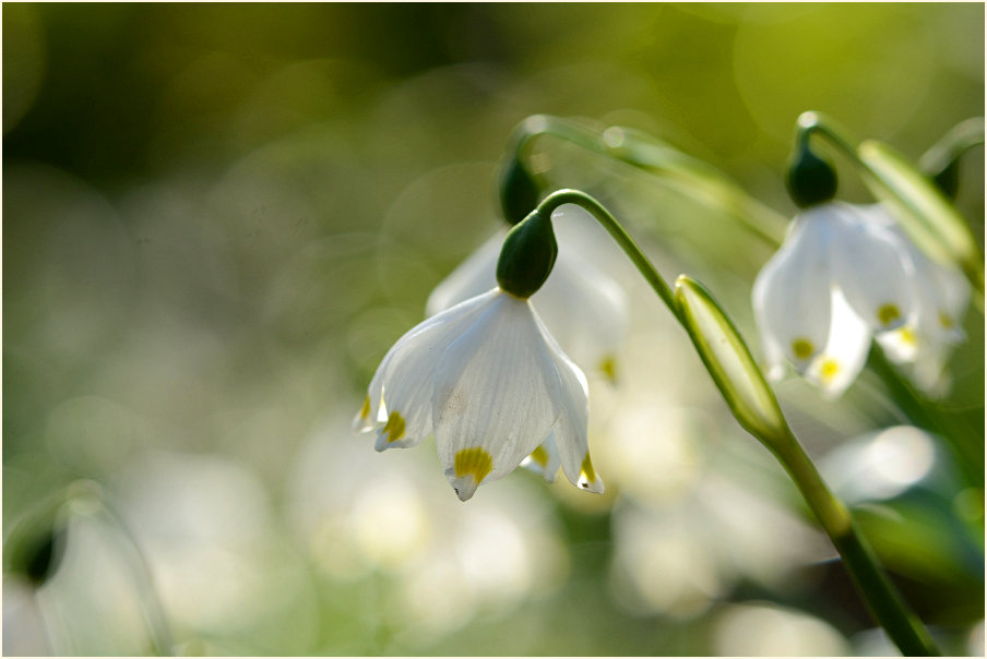 Märzbecher (Leucojum vernum)