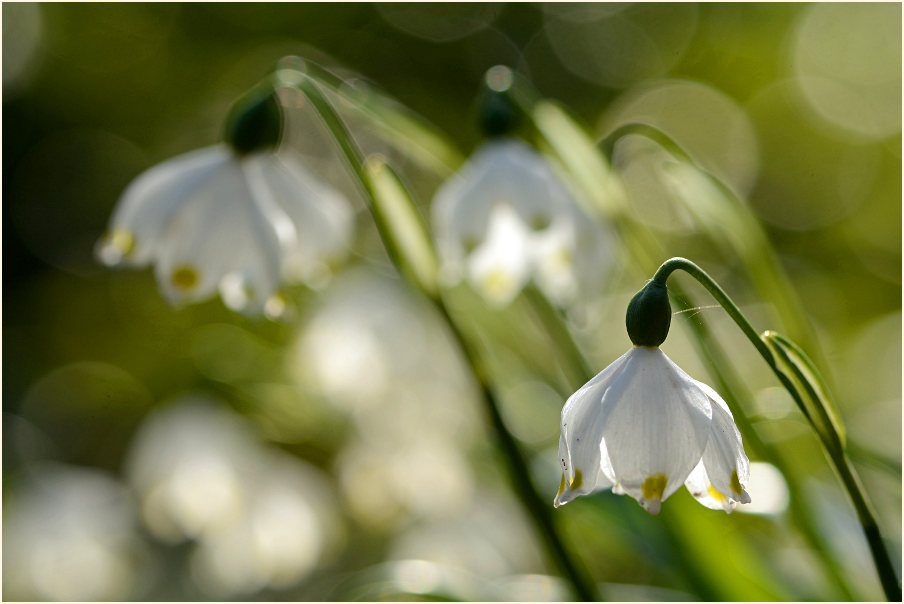 Märzbecher (Leucojum vernum)