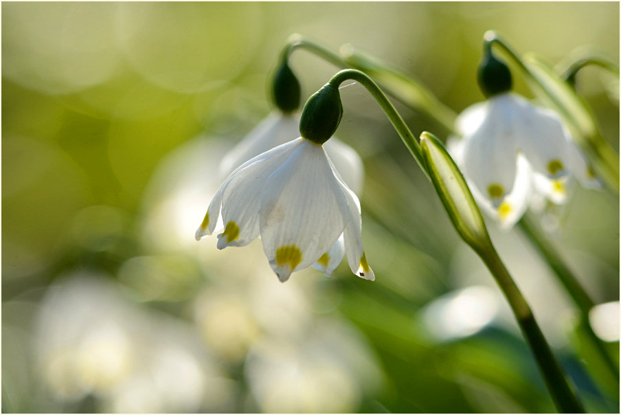 Märzbecher (Leucojum vernum)