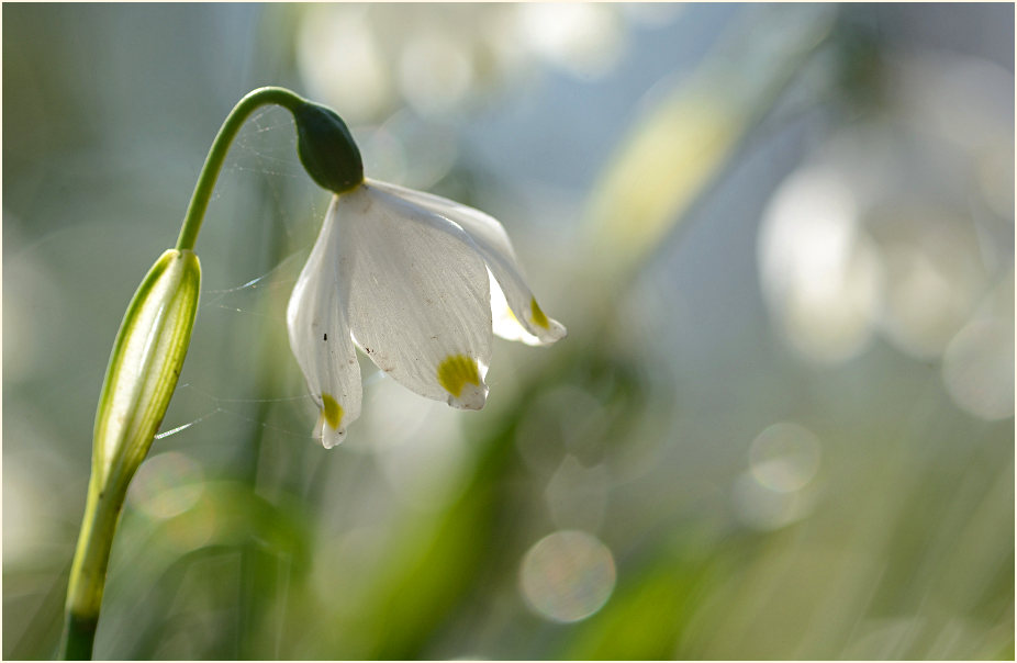 Märzbecher (Leucojum vernum)