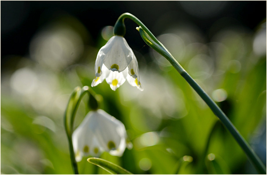 Märzbecher (Leucojum vernum)