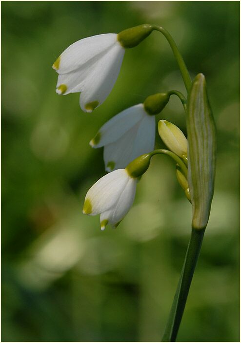 Märzbecher (Leucojum vernum)