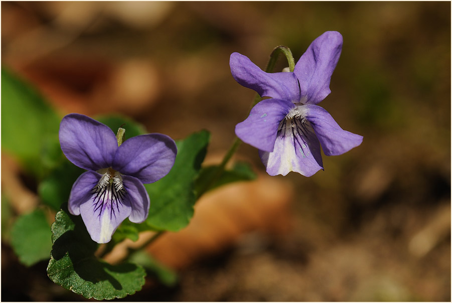 März-Veilchen (Viola odorata)