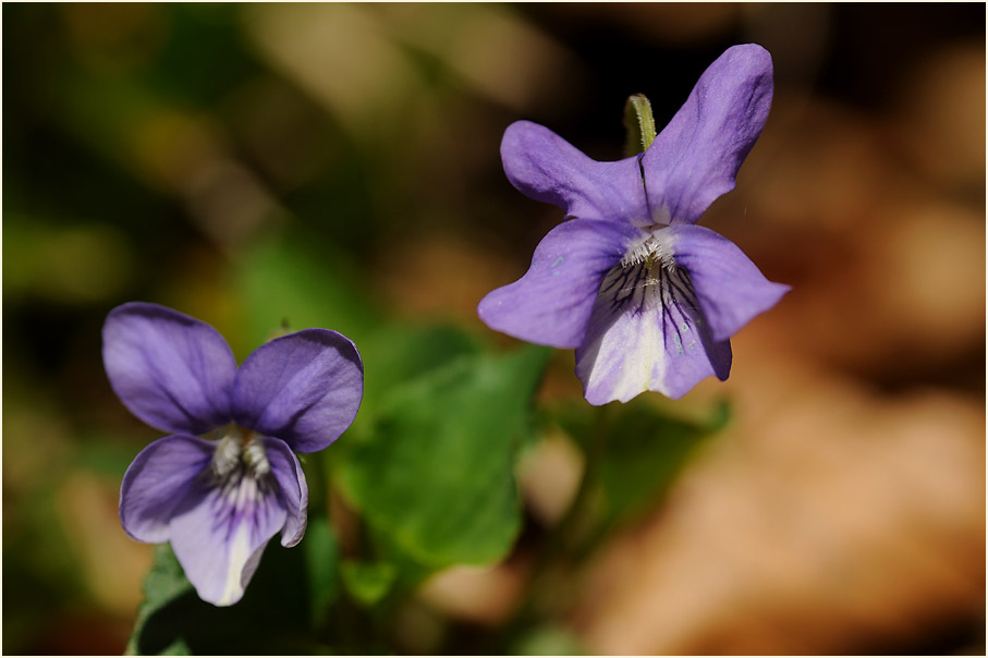 März-Veilchen (Viola odorata)