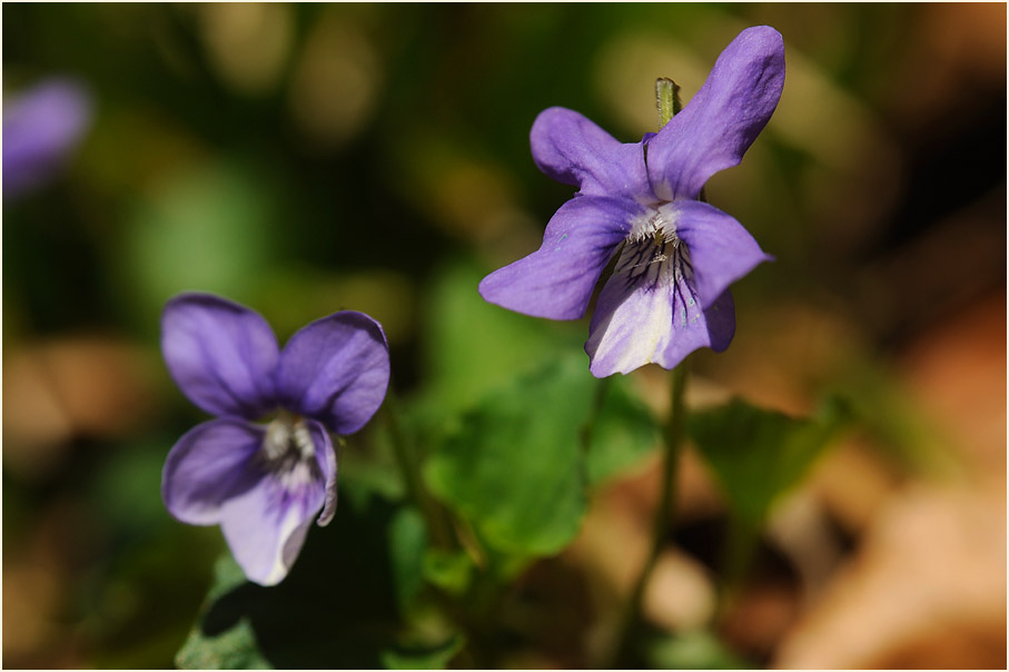 März-Veilchen (Viola odorata)