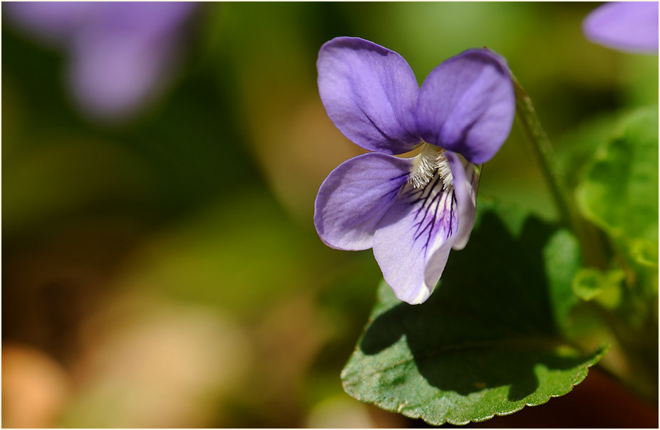 März-Veilchen (Viola odorata)