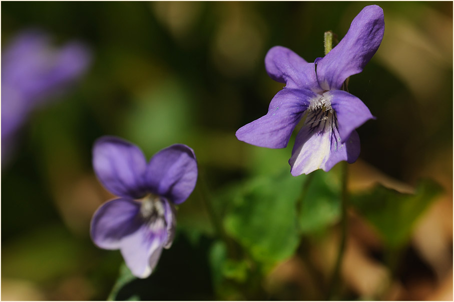 März-Veilchen (Viola odorata)