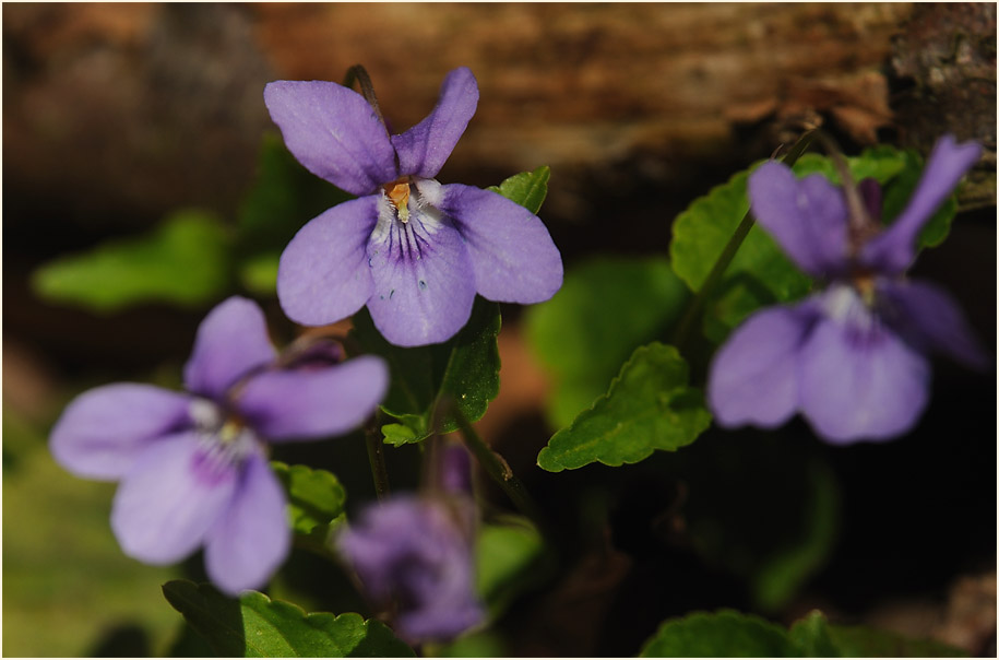 März-Veilchen (Viola odorata)