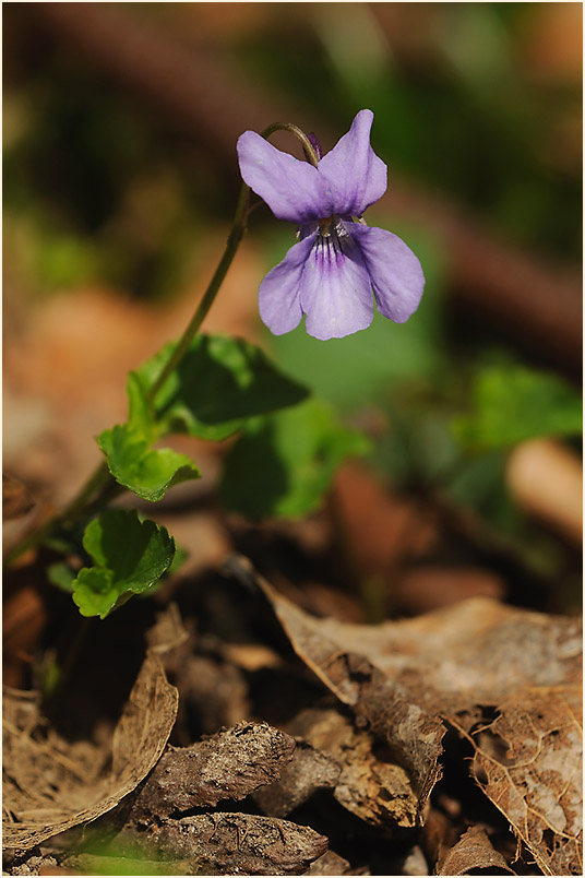 März-Veilchen (Viola odorata)