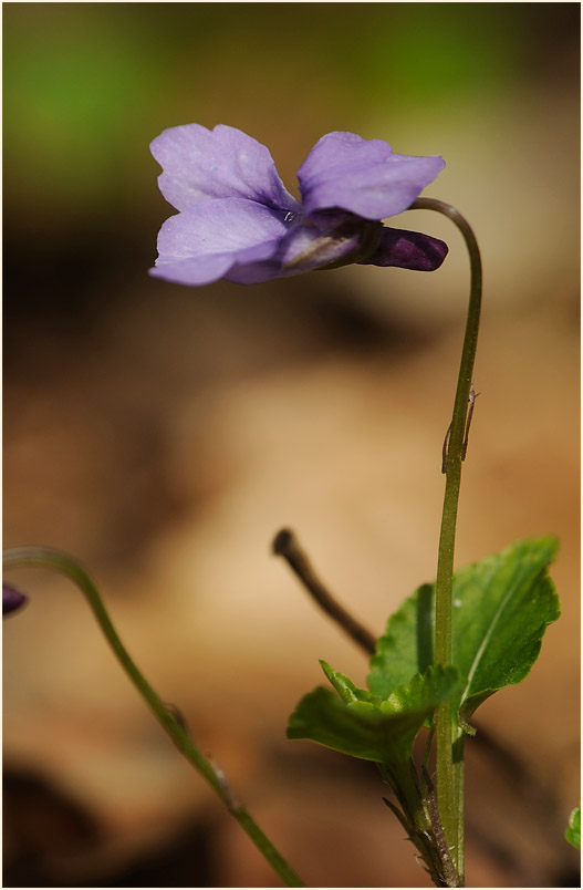 März-Veilchen (Viola odorata)