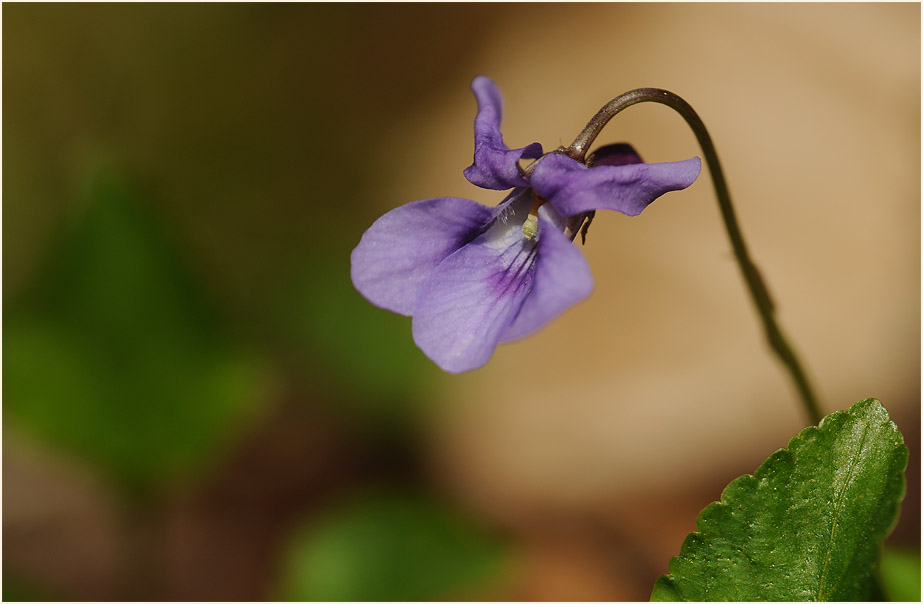 März-Veilchen (Viola odorata)